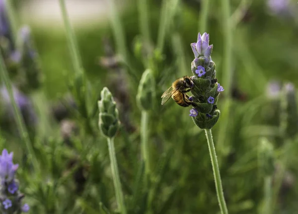 Fransız lavantasında nektar arayan arı (Lavandula dentata).