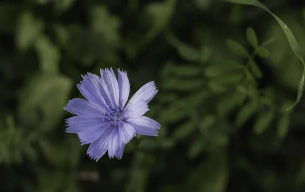 Kék Cicerbita Virág Zöld Háttérrel Kék Százszorszép — Stock Fotó