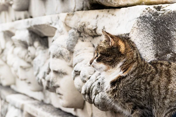 Cat wandering among the ruins of the ancient city. Human faces and cats side by side in ancient city of Aphrodisias.