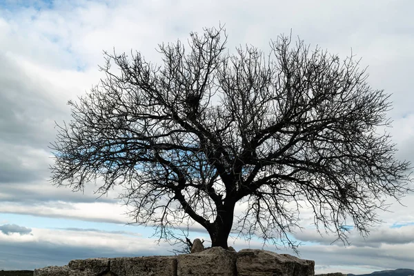 Kunstfotografie Silhouette Eines Baumes Bewölkter Blauer Himmel Und Zusammensetzung Der — Stockfoto