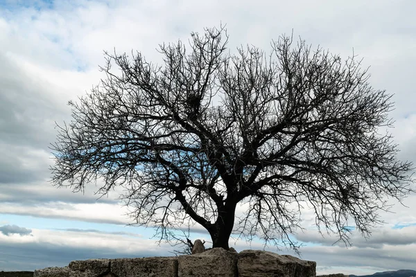 Sanat fotoğrafçılığı. Ağaç silueti. Bulutlu mavi gökyüzü ve doğa bileşimi.