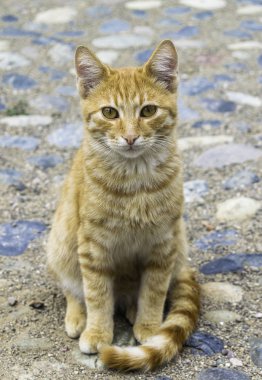 Sarı gözlü meraklı turuncu kedi. Mavi taşlı soyut arkaplan.