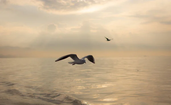 Seagull Subindo Céu Pôr Sol — Fotografia de Stock