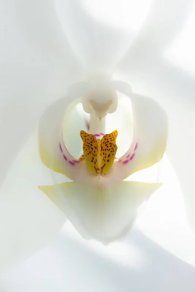 Макроснимок Белой Орхидеи — стоковое фото
