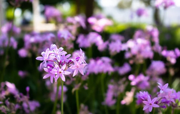 Lila Eine Eisenkrautblüte Blühendes Eisenkraut Frühlingsgarten Muster Mit Kleinen Lila — Stockfoto