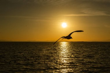Gün batımı ve deniz. Martının silueti.