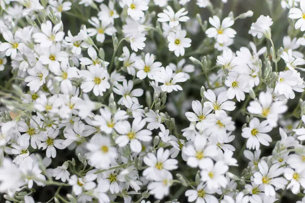 Kar-in-Yaz, Çiçek Liyajtosum, beyaz çiçekler arka plan. Oldukça küçük beyaz çiçekler.