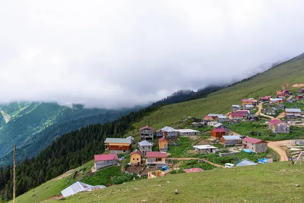 Karadeniz dağlarındaki yeşillikler arasında kelebekler.