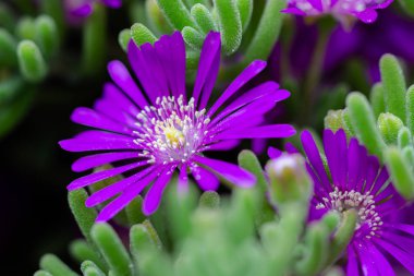 Mor çiçek, buz bitkisi, aptenia cordifolia.