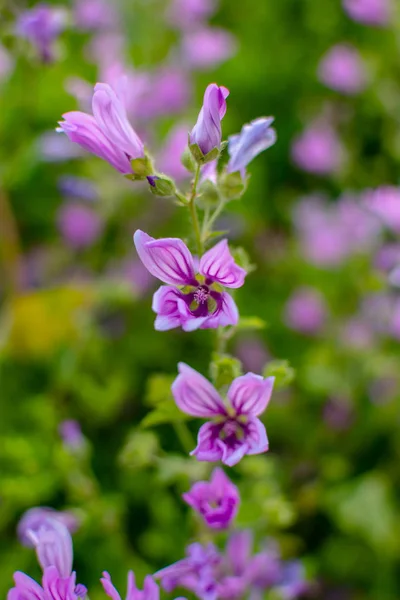 Lila Blüten Die Den Frühling Ankündigen Lila Blüten Aus Nächster — Stockfoto