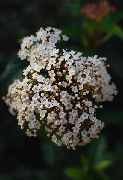 Small beautiful white flowers. White angelica flower close-up in the garden