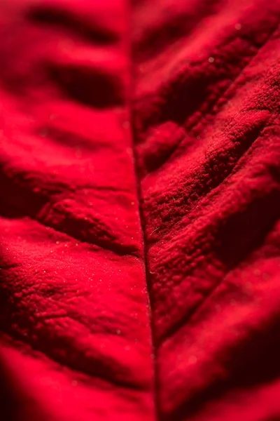 Fond Soie Rouge Fond Rouge Velours Fleurs Rouges Feuille Rouge — Photo