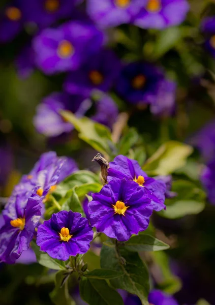 Purpurviolett Natürlicher Umgebung — Stockfoto