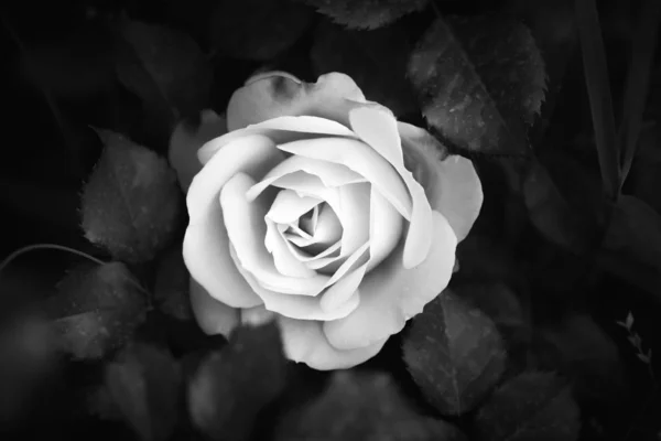 Fiore Rosa Vicino Bianco Nero — Foto Stock