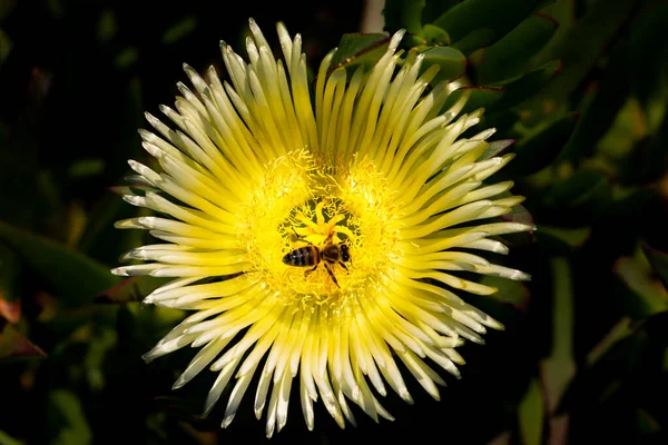 Sarı çiçek ve bal koleksiyoncusu arı. (Domuz surat / Carpobrotus asinaciforis)
