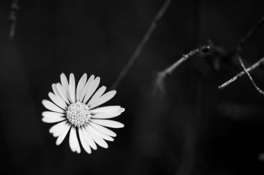 Siyah arka planda beyaz papatyalar. Çiçek işi siyah beyaz. Sağ tarafta siyah boşluk ile yazmak için uygun.