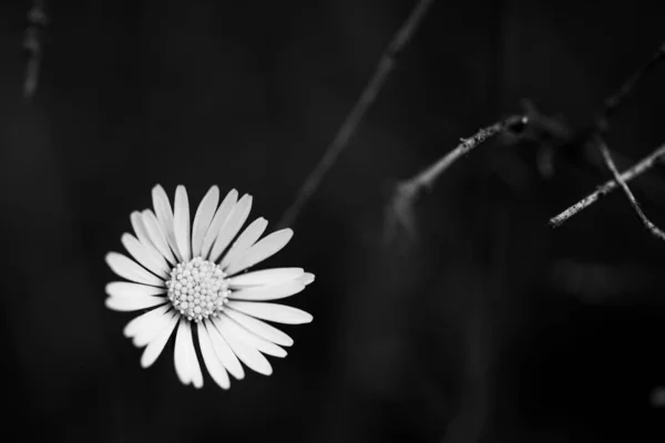 Marguerites Blanches Sur Fond Noir Travail Des Fleurs Noir Blanc — Photo