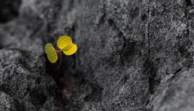 Kayalıkların arasında çiçek filizleri büyüyor. Umut teması üzerinde çalışmak için uygun bir arkaplan. Zorlukların karşısında her zaman umut vardır..
