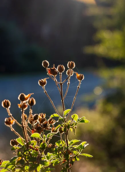 Trockene Äste Vorne Orangefarbene Lichtreflexe Hintergrund — Stockfoto