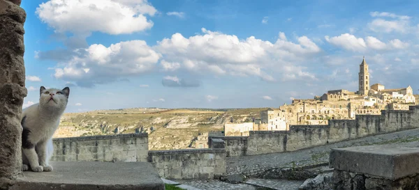 Matera (Basilicate Italie) Matera (Basilicate Italie) panorama panoramique avec chat curieux — Photo