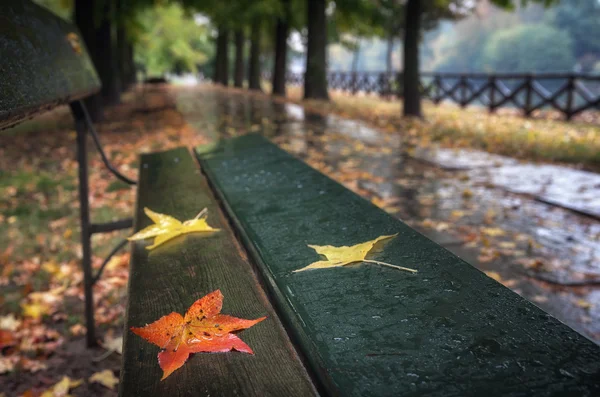 Sonbahar renk ile bir parkta bir bankta üç yaprak — Stok fotoğraf