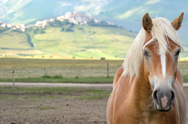 Лошадь крупным планом и Castelluccio ди Norcia в фоновом режиме — стоковое фото