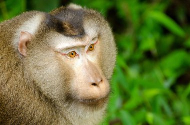 Kuzey domuz kuyruklu makak (Macaca leonina) Khao Yai Milli Parkı Tayland