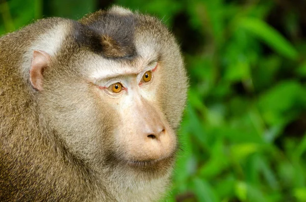 Northern pig-tailed macaque (Macaca leonina) in Khao Yai National Park Thailand — Stock Photo, Image