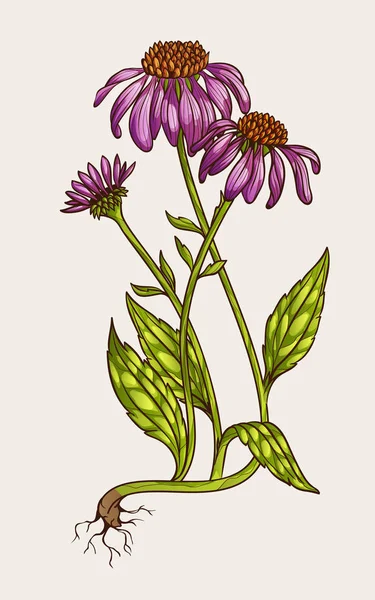 Echinacea blomma illustration isolerade — Stock vektor