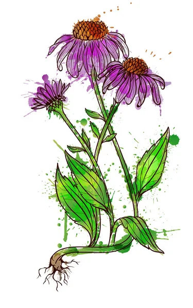 Echinacea λουλούδι grunge πιτσιλιές εικονογράφηση — Διανυσματικό Αρχείο