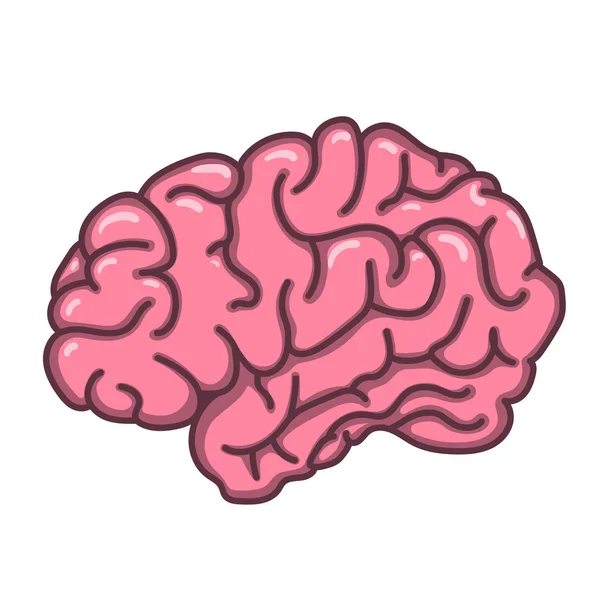 フラット スタイルの人間の脳の図 — ストックベクタ
