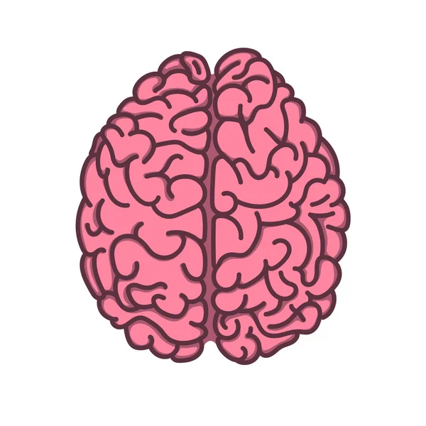 Abbildung des menschlichen Gehirns im flachen Stil — Stockvektor
