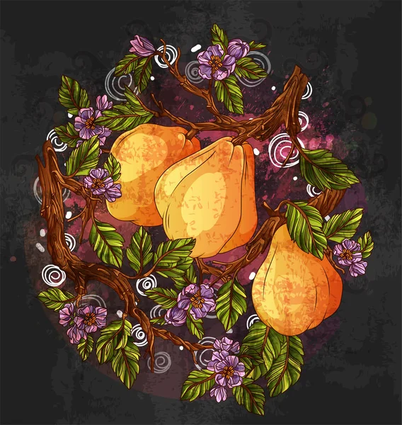 Quinces maduros en la rama — Vector de stock