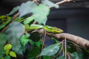 Yeşil çukur engerek ağacında, yakın çekim