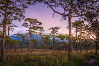 Orman ve dağ Phu Soi Dao Milli Parkı,: Utaradit Eyaleti, Tayland