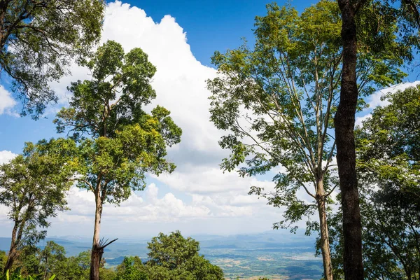 Phukradueng 国家公园顶部的树: 黎省, 泰国 — 图库照片