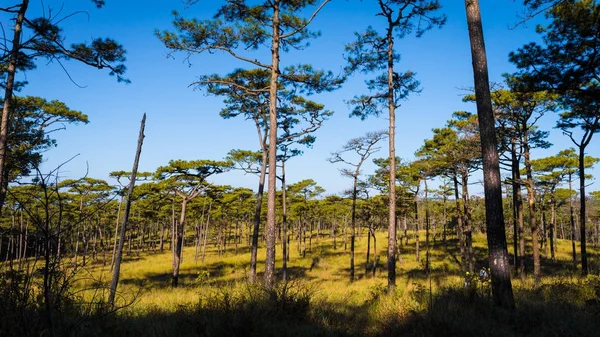 Bosque y montaña en el Parque Nacional Phu Soi Dao: provincia de Utaradit, Tailandia — Foto de Stock