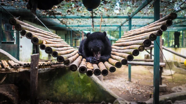 Bear sleeping on bamboo mat at Kwangsi waterfall : Luang Prabang, Laos