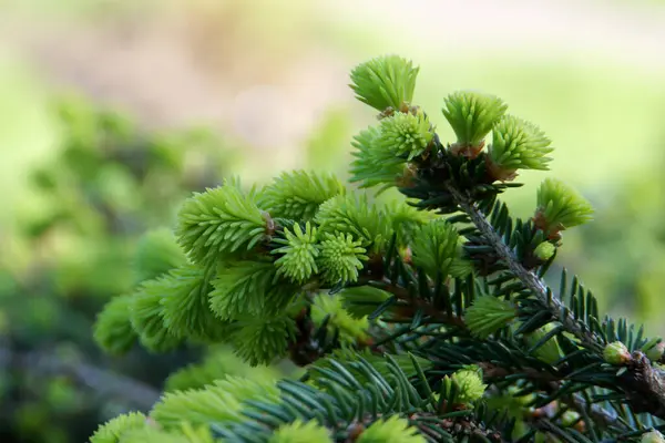 Groenen Naalden Het Park Voorjaarskerstboom — Stockfoto