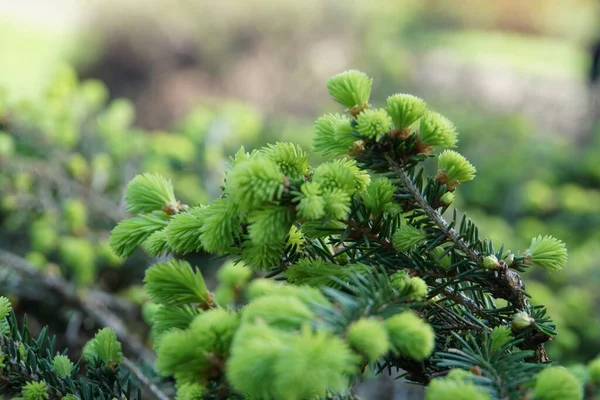 Verdes Agujas Parque Árbol Navidad Primavera — Foto de Stock