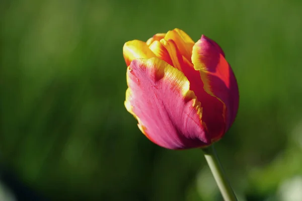 Campo Tulipa Floresce Parque Fotografias De Stock Royalty-Free