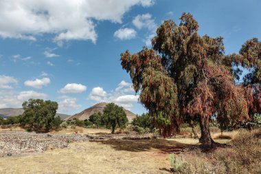 Çiçek açan ağaç piramyd güneşin arka plan üzerinde büyür. Teotihuacan. Mexico city.