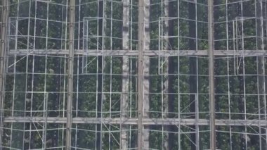 Büyük modern sera üzerinde havadan görünümü