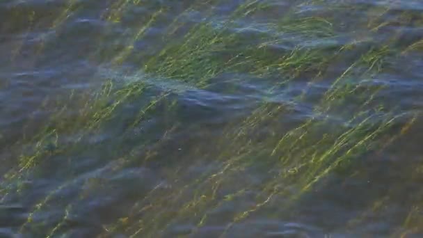 Πράσινη θάλασσα ταλάντευση στα κύματα κάτω από το νερό — Αρχείο Βίντεο