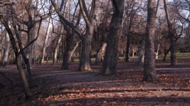Sonbahar parkında sakin bir akşam. Batan güneş ağaçları aydınlatıyor..