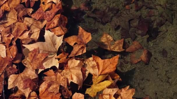 Feuilles jaunes d'automne tombées dans l'eau et se balancent lentement à la surface de l'eau — Video