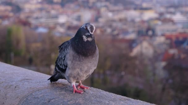 Piccione seduto su un parapetto. Piccione da vicino, guarda la telecamera. Piccione grigio-blu sullo sfondo della città. Uccello piccione . — Video Stock