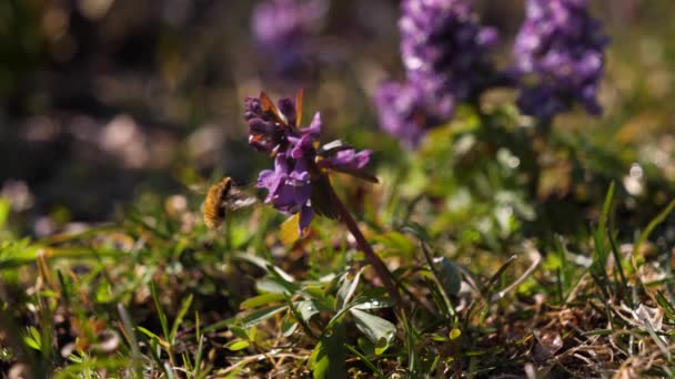 Bumblebee poliniza uma flor de Corydalis . — Vídeo de Stock