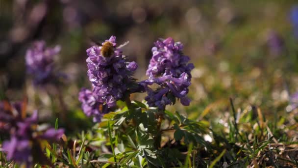 Yaban arısı Corydalis 'in çiçeğini tozlaştırıyor.. — Stok video