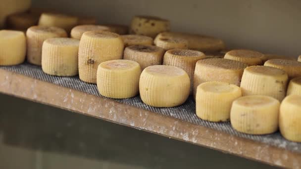 Heads of cheese on a wooden shelf at a cheese factory. — Stock Video